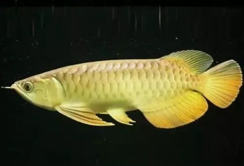新買龍魚不開口什么原因：新買龍魚不開口什么原因新買龍魚不開口什么原因
