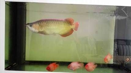 龍魚如何改口（如何判斷龍魚改口成功）