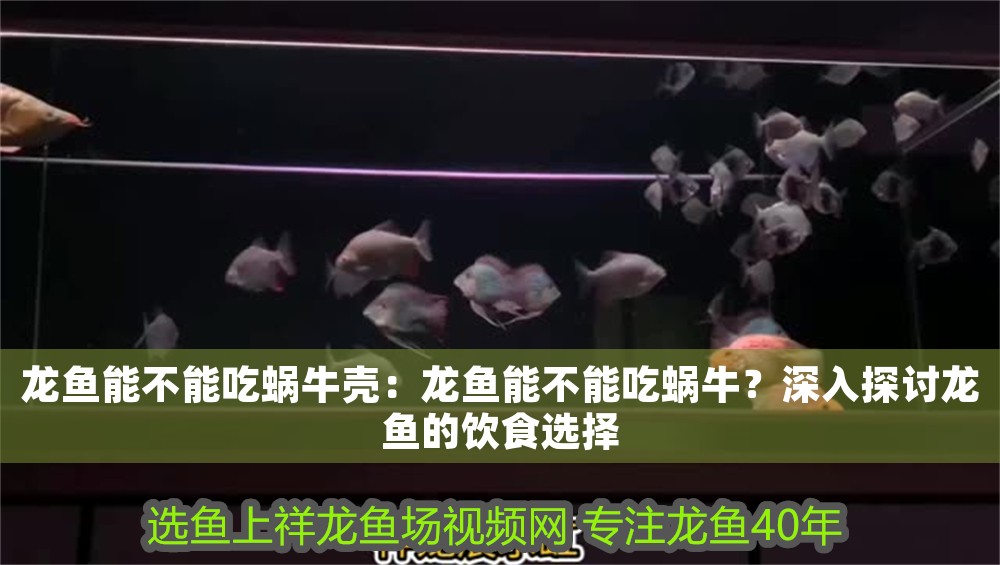 龍魚能不能吃蝸牛殼：龍魚能不能吃蝸牛？深入探討龍魚的飲食選擇