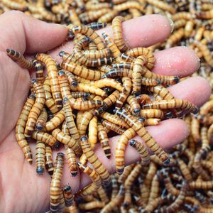 金龍魚可以喂大麥蟲嗎【金龍魚可以吃大麥蟲嗎？】