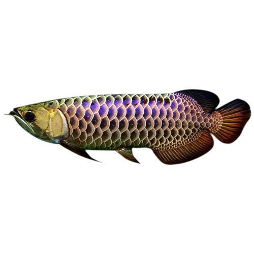 給我幾張古典藍底過背金龍魚圖片