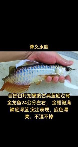 給我幾張古典藍底過背金龍魚圖片