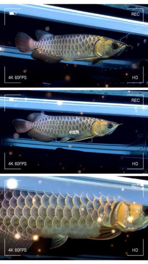 給我幾張古典藍底過背金龍魚圖片