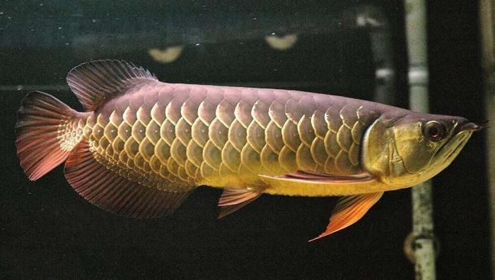 龍魚厭食趴缸