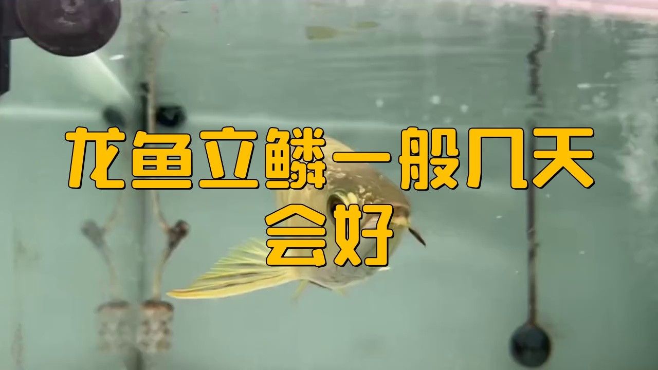 龍魚豎鱗是怎么回事