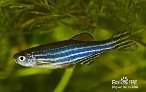 魚缸什么魚好養(yǎng)又好看，好養(yǎng)又好看的魚種