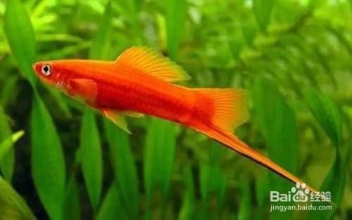 魚缸什么魚好養(yǎng)又好看，好養(yǎng)又好看的魚種