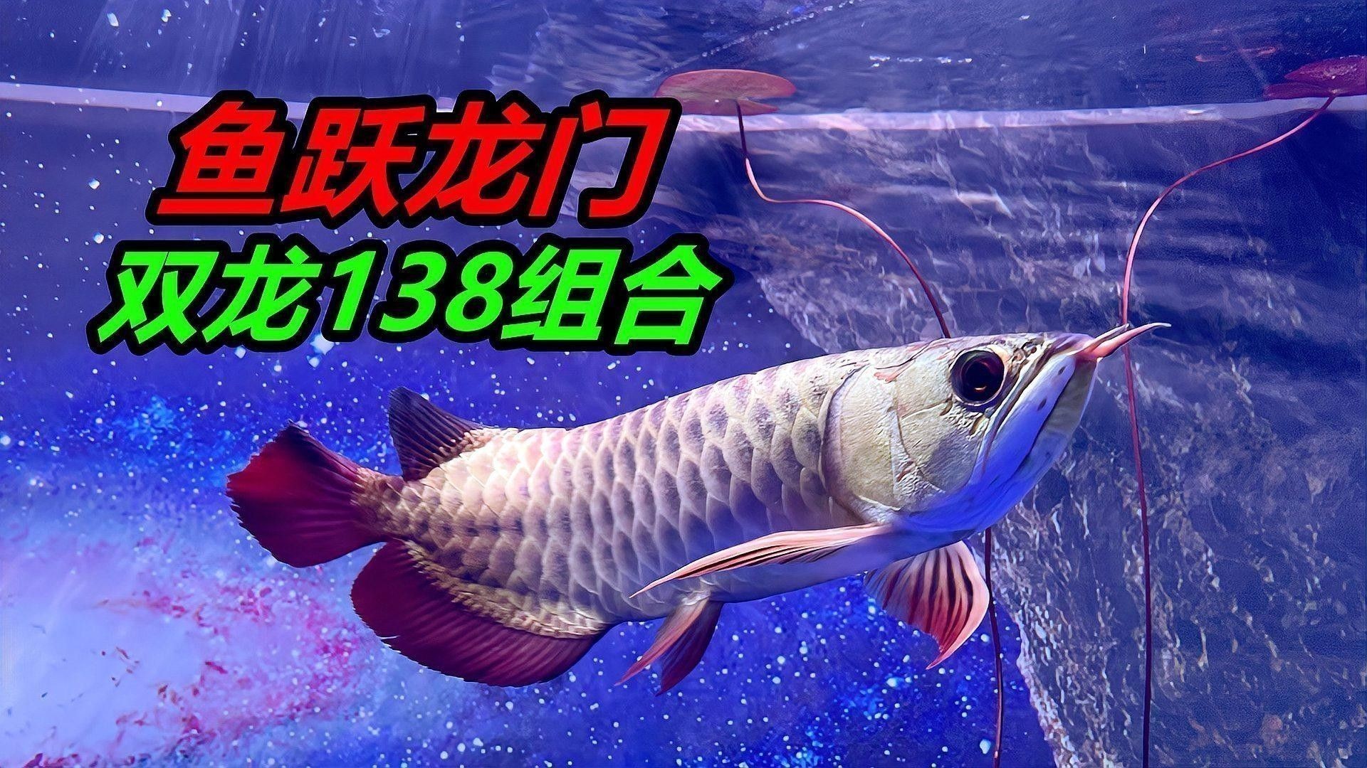 龍魚背景圖片大全高清可愛動漫