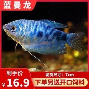 黃曼龍魚不愛吃飼料了怎么辦【如何判斷黃曼龍魚不愛吃飼料了？】