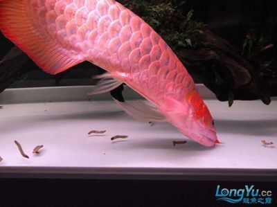 龍魚大麥蟲一周喂幾次：關于龍魚大麥蟲的喂食頻率的建議