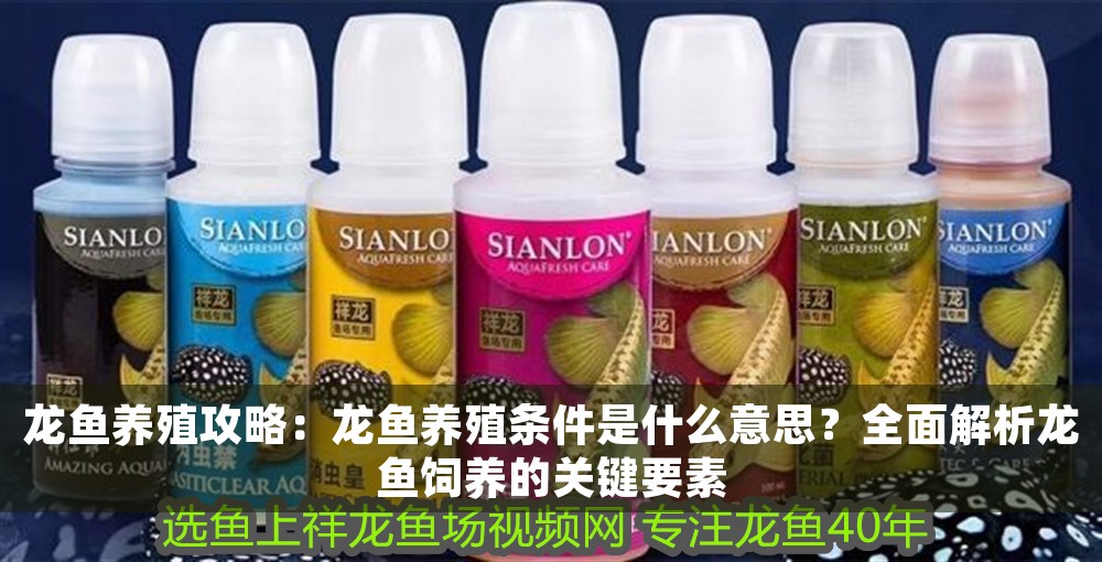 龍魚養(yǎng)殖攻略：龍魚養(yǎng)殖條件是什么意思？全面解析龍魚飼養(yǎng)的關(guān)鍵要素