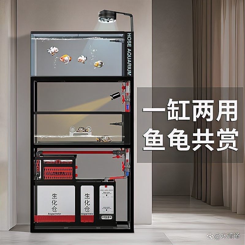 龍魚開缸后多久可以放魚？
