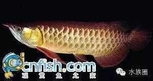 龍魚資料簡介400字：龍魚是一種什么魚