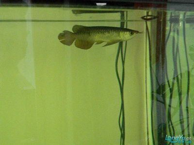 龍魚白點病和水霉病：龍魚白點病與水霉病的區別