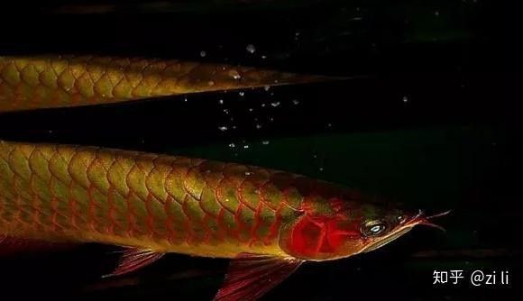 龍魚翹嘴和兜嘴一樣嗎