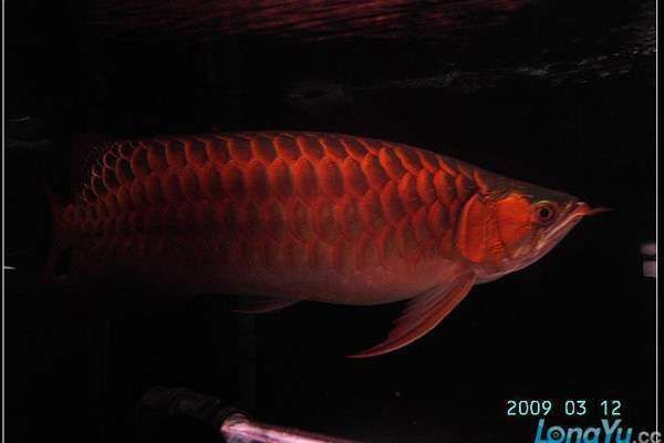 能否提供更多龍魚厭食的治療案例？