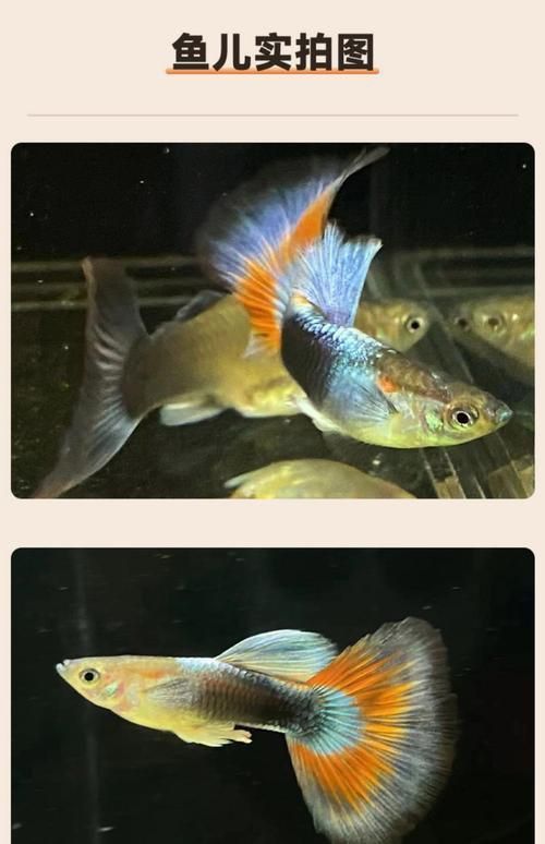 孔雀魚返祖圖片