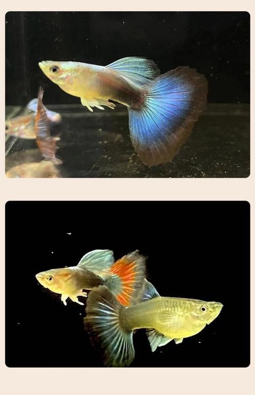 孔雀魚返祖圖片