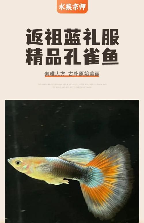 孔雀魚返祖圖片