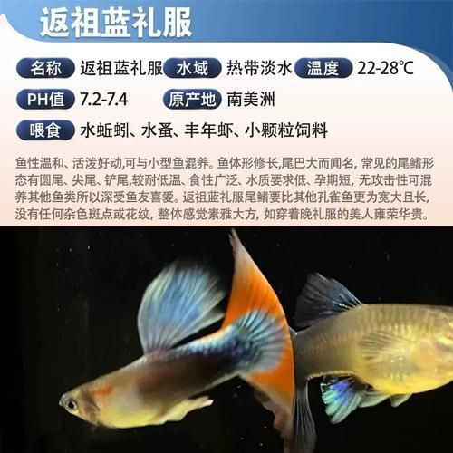 孔雀魚返祖圖片
