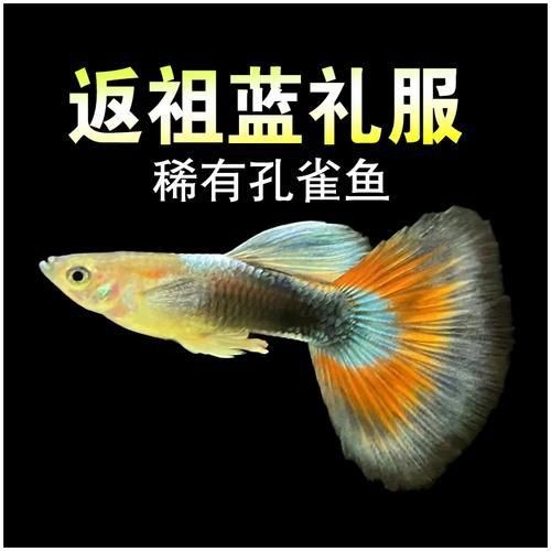 孔雀魚返祖圖片