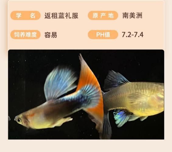 孔雀魚返祖圖片