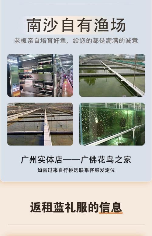 孔雀魚返祖圖片