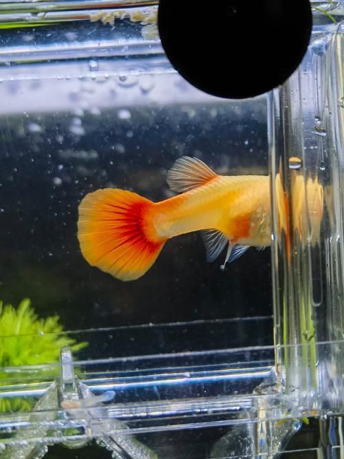 孔雀魚返祖圖片