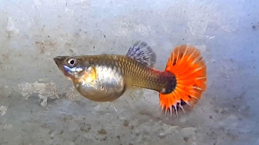 孔雀魚返祖圖片