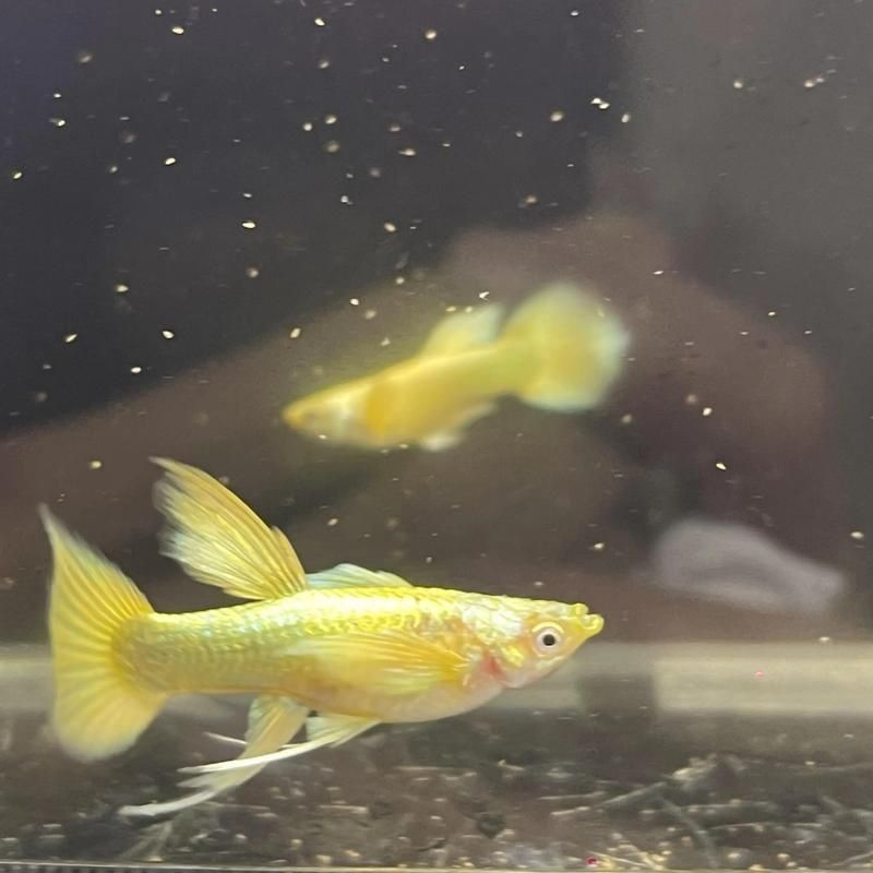 孔雀魚返祖圖片