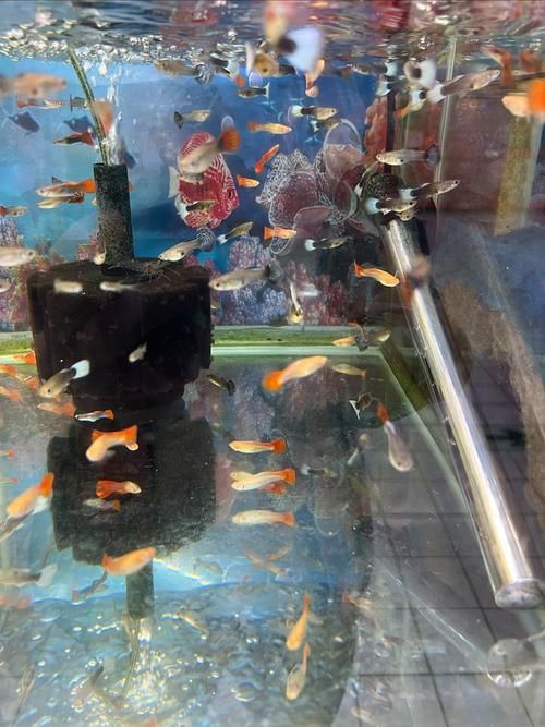 孔雀魚返祖圖片