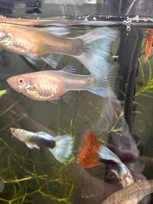 孔雀魚返祖圖片