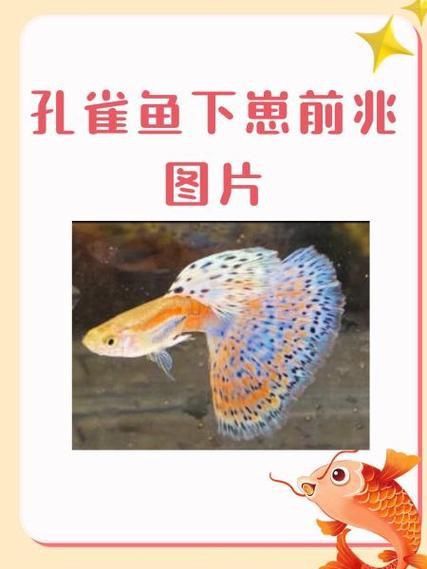 孔雀魚返祖圖片