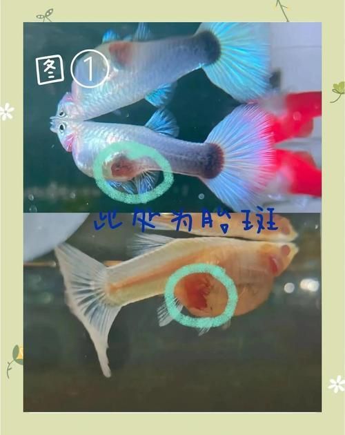 孔雀魚返祖圖片