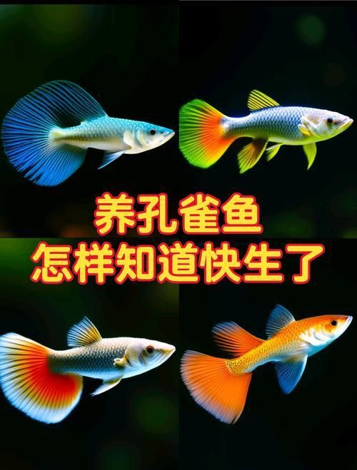 孔雀魚返祖圖片