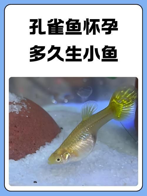 孔雀魚返祖圖片