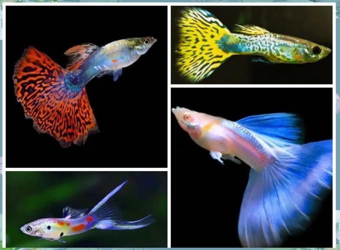 孔雀魚返祖圖片