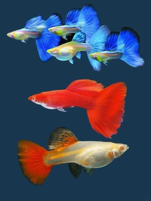 孔雀魚返祖圖片