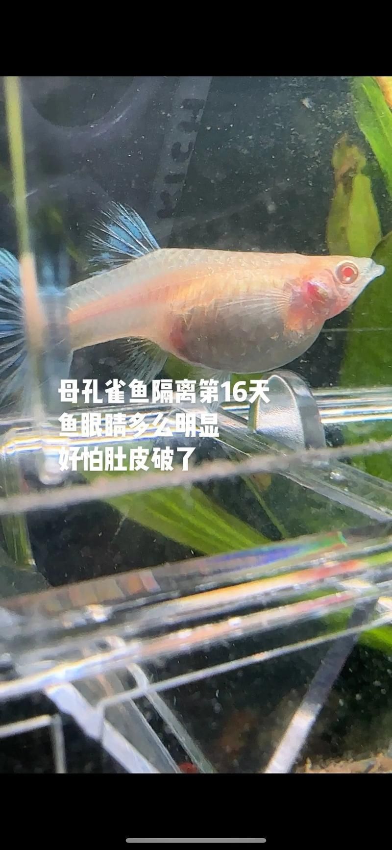 孔雀魚返祖圖片