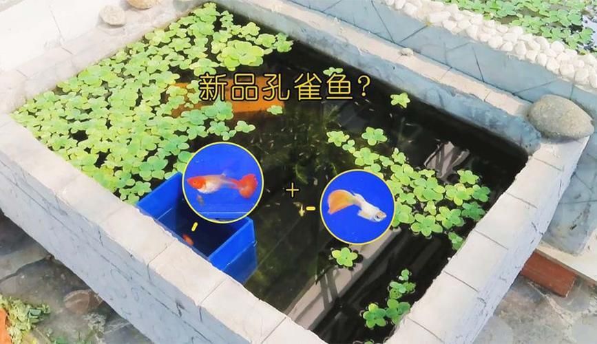 孔雀魚返祖圖片