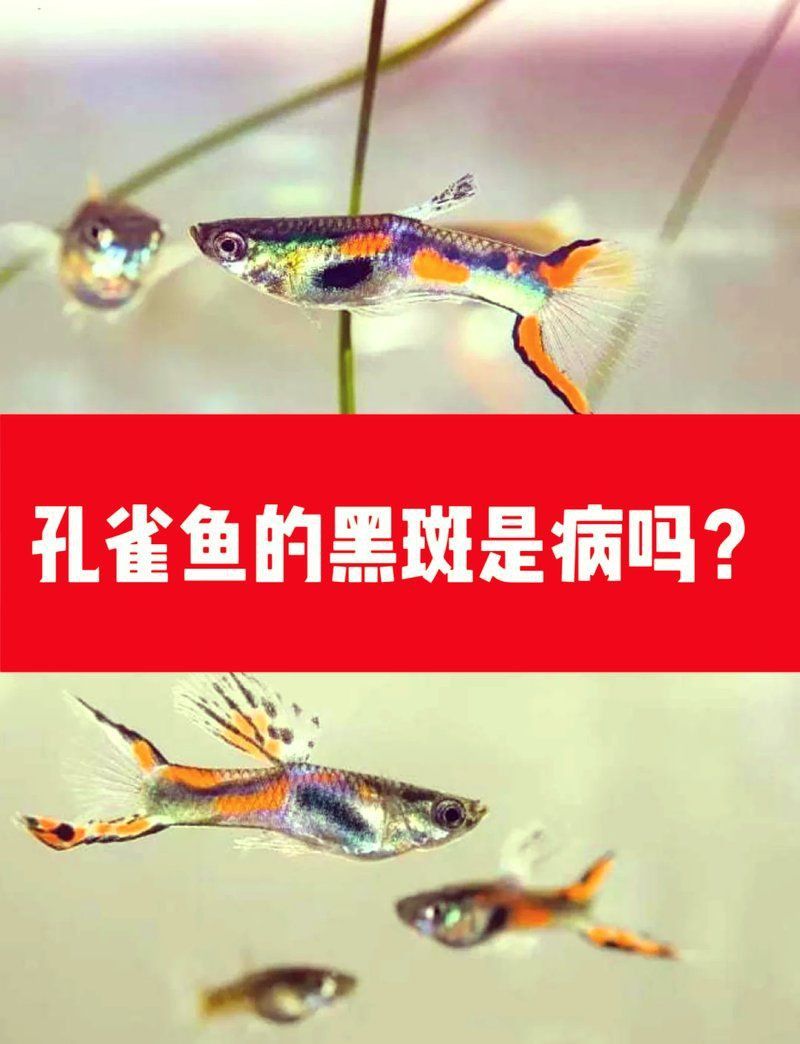 孔雀魚返祖圖片