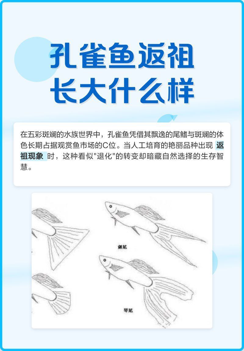 孔雀魚返祖圖片