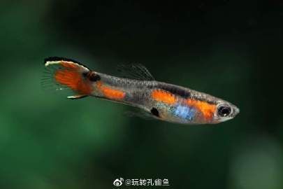 孔雀魚返祖圖片