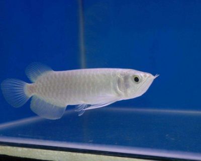 銀龍魚得了蒙眼病怎么治？：銀龍魚蒙眼病治療方法