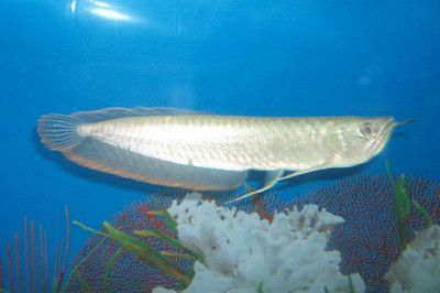 銀龍魚得了蒙眼病怎么治？：銀龍魚蒙眼病治療方法
