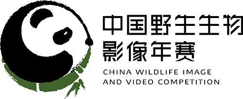 如何判斷龍龜圖片是否專業(yè)拍攝？