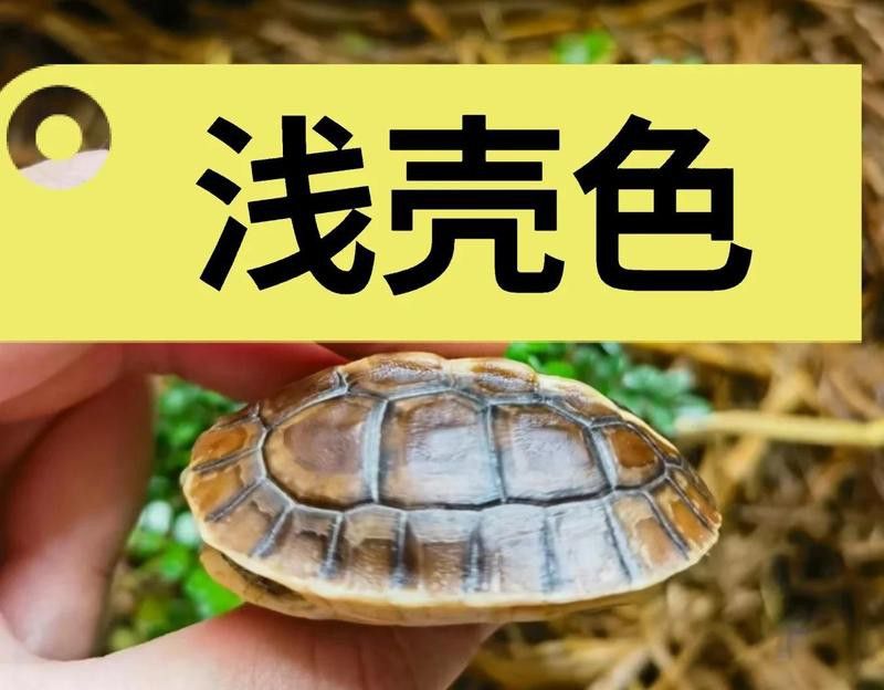 如何判斷龍龜圖片是否專業(yè)拍攝？