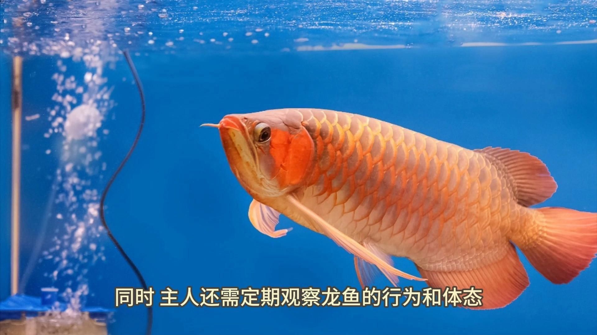 龍吐珠魚