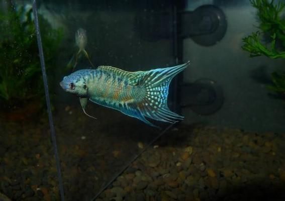 龍魚(yú)打包費(fèi)多少錢(qián)：龍魚(yú)打包費(fèi)多少錢(qián)龍魚(yú)打包費(fèi)多少錢(qián)龍魚(yú)打包費(fèi)的價(jià)格 龍魚(yú)打包費(fèi)多少錢(qián)：龍魚(yú)打包費(fèi)多少錢(qián)龍魚(yú)打包費(fèi)多少錢(qián)龍魚(yú)打包費(fèi)的價(jià)格 龍魚(yú)百科 第3張