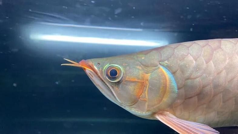 龍魚蒙眼晚期能治療好嗎圖片